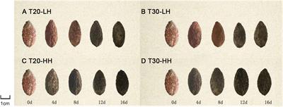 Effect of Temperature and Humidity on Oil Quality of Harvested <mark class="highlighted">Torreya grandis</mark> cv. Merrillii Nuts During the After-Ripening Stage